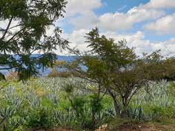 Image of tequila agave