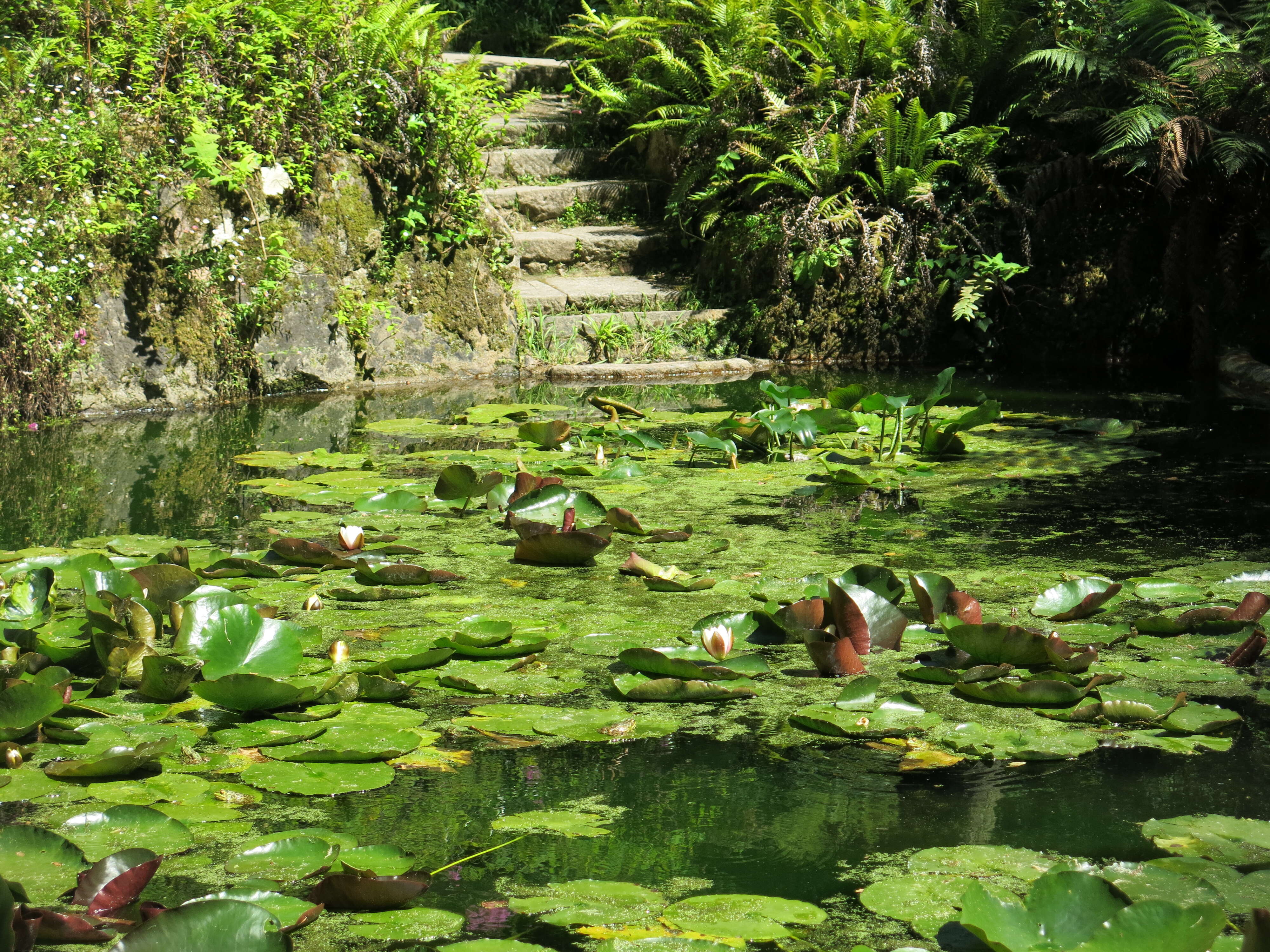 Image of waterlilies