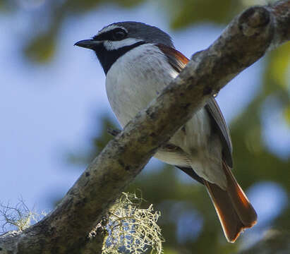 Image de Calicalicus Bonaparte 1854