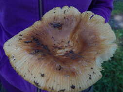 Image of Stinking Russula