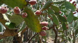 Image of Velvety tree pear