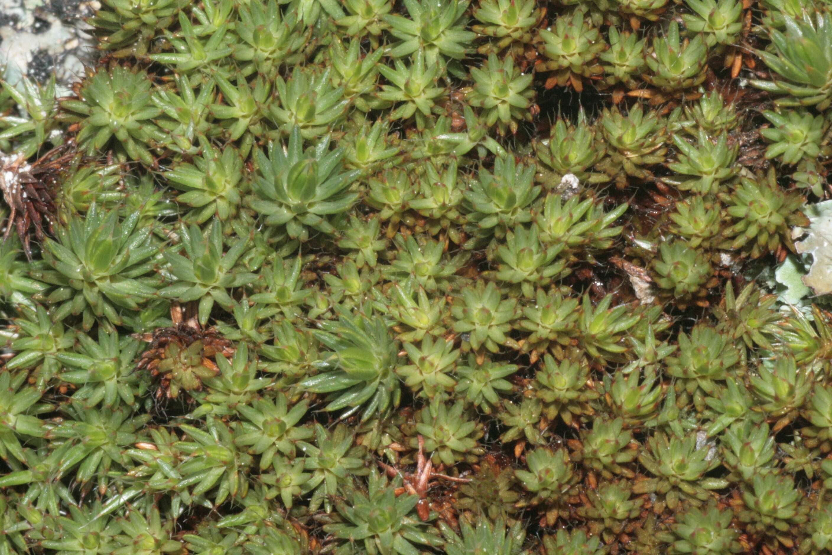 Image of Polytrichum moss