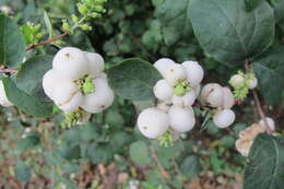 Image of common snowberry