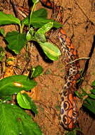 Image of Rainbow Boa