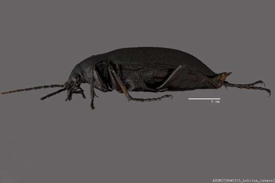 صورة Calosoma (Carabosoma) angulatum Chevrolat 1834