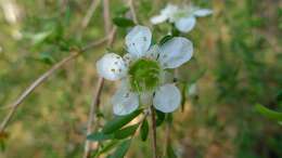 Sivun Leptospermum brachyandrum (F. Müll.) Druce kuva