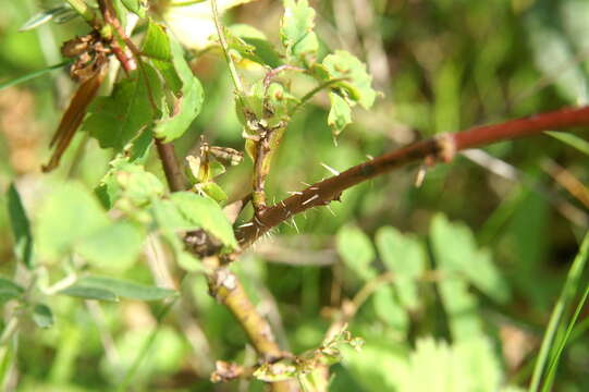 Image of alpine rose