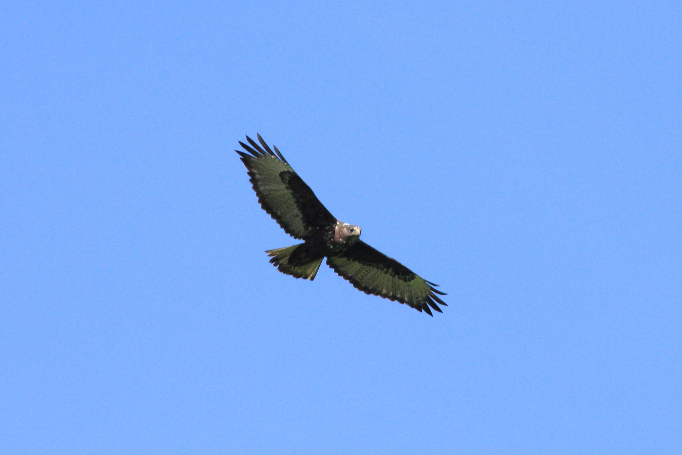 Image of Harlan's Hawk