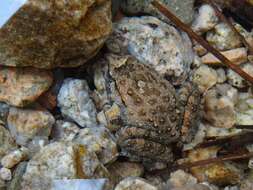 Image of Tyrrhenian Painted Frog