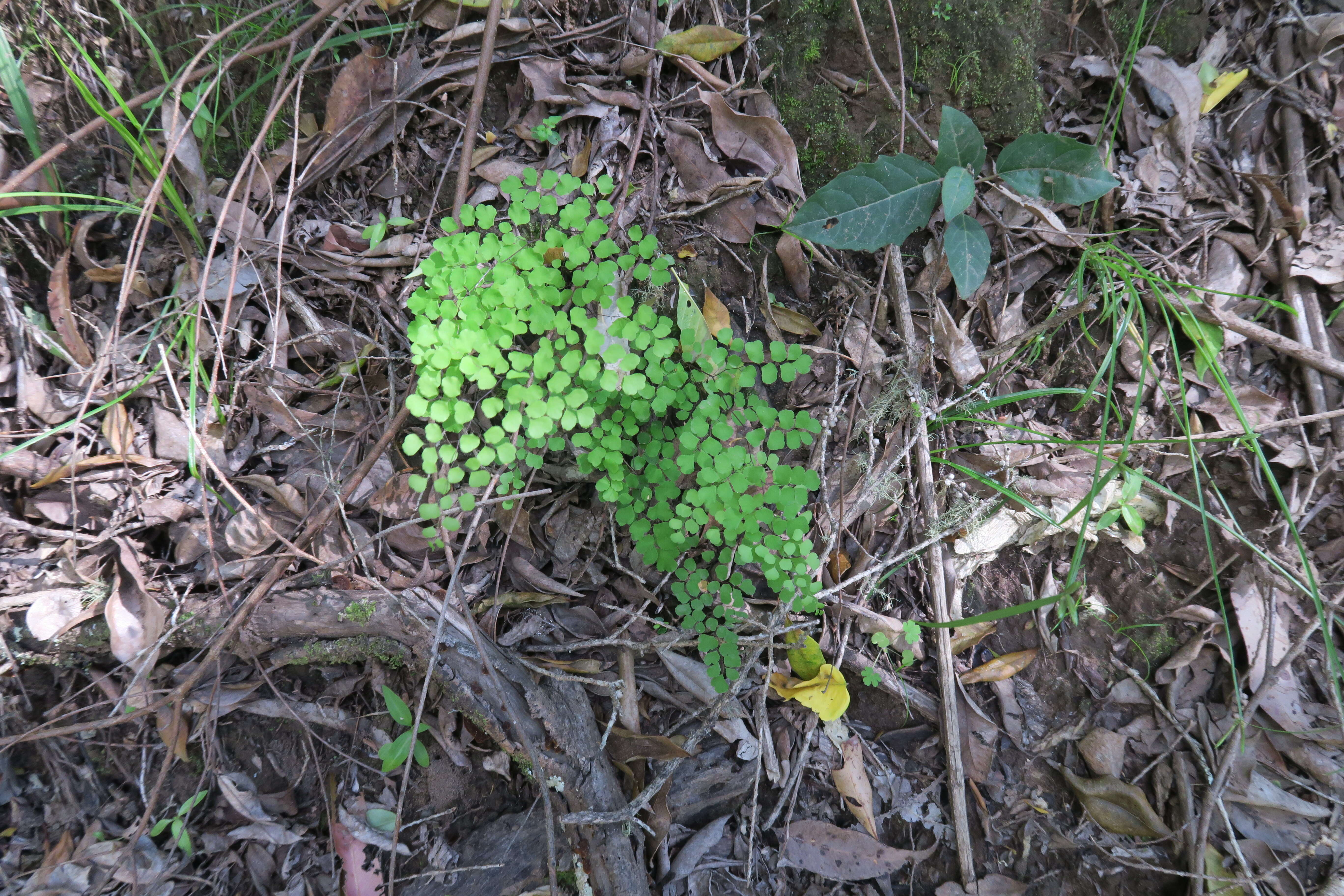 Image of Adiantum aethiopicum L.