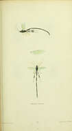 Image of Pelecinid Wasp