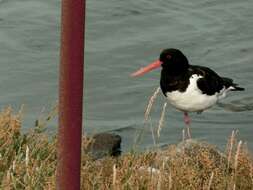 Image of oystercatcher, eurasian oystercatcher