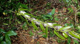 Image of West Indian vanilla