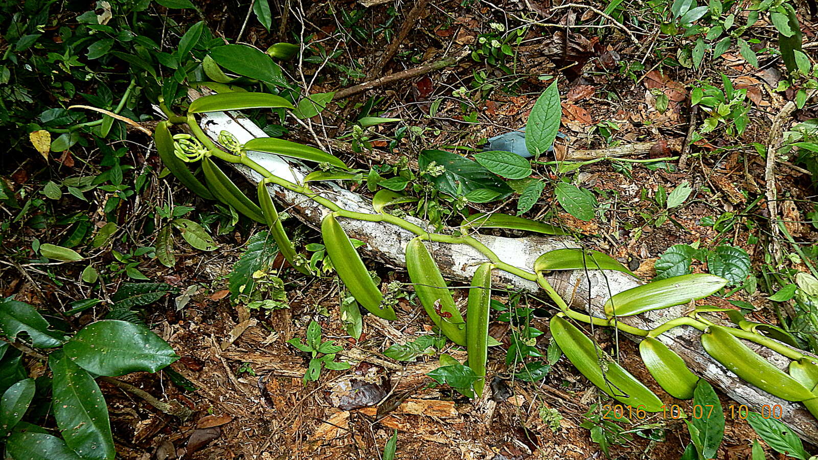 Image of West Indian vanilla