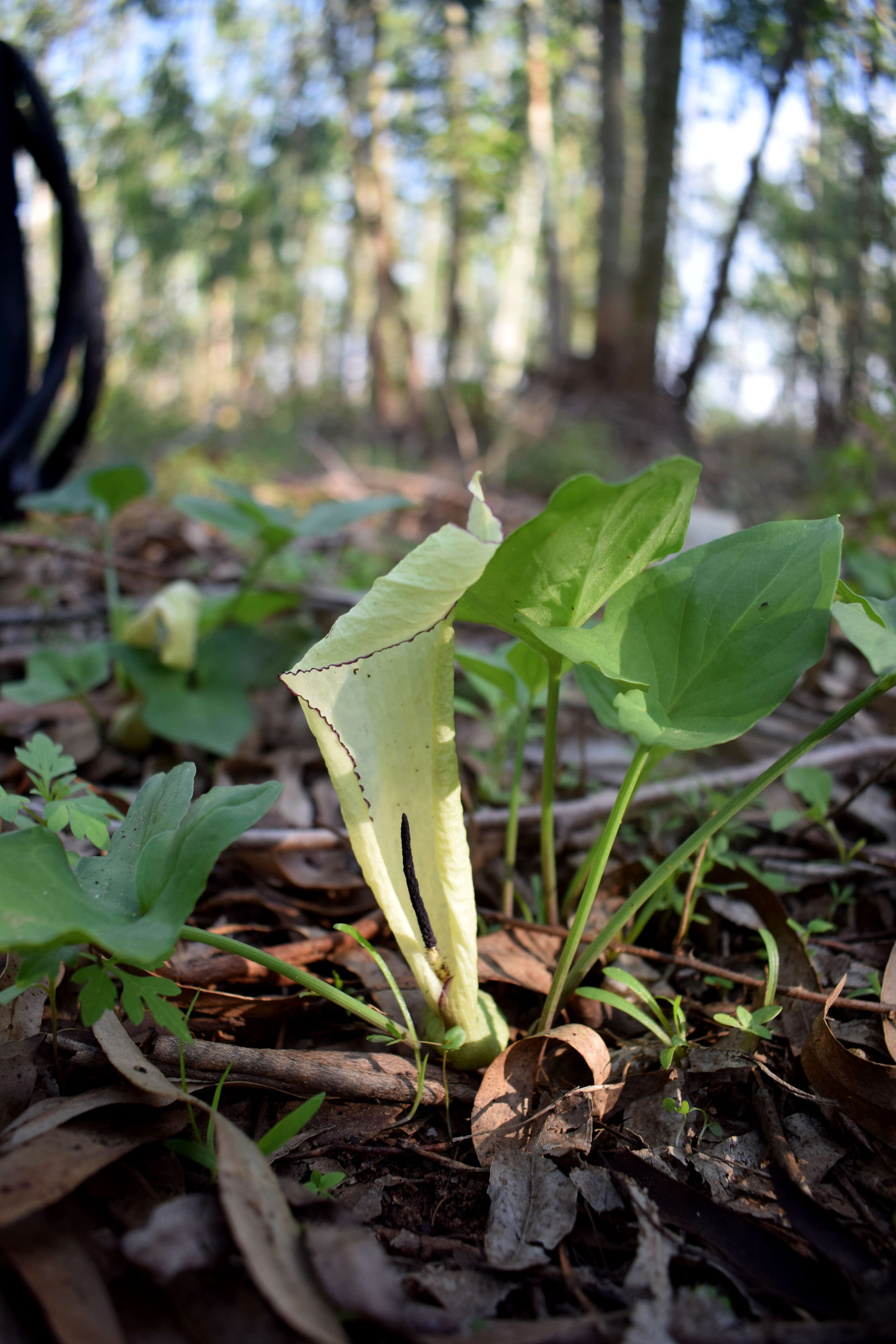 Image of Theriophonum