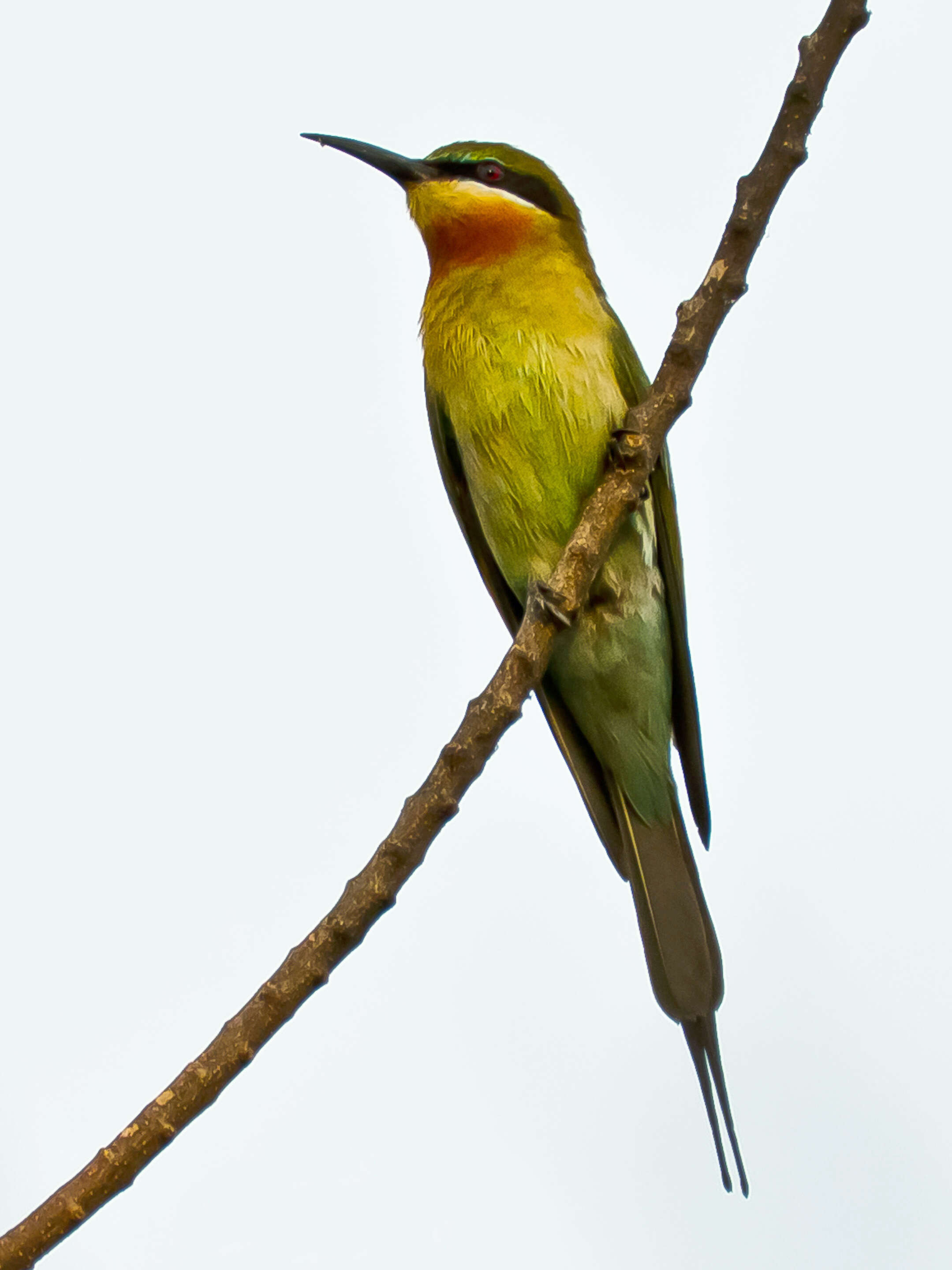 Image of Blue-tailed Bee-eater