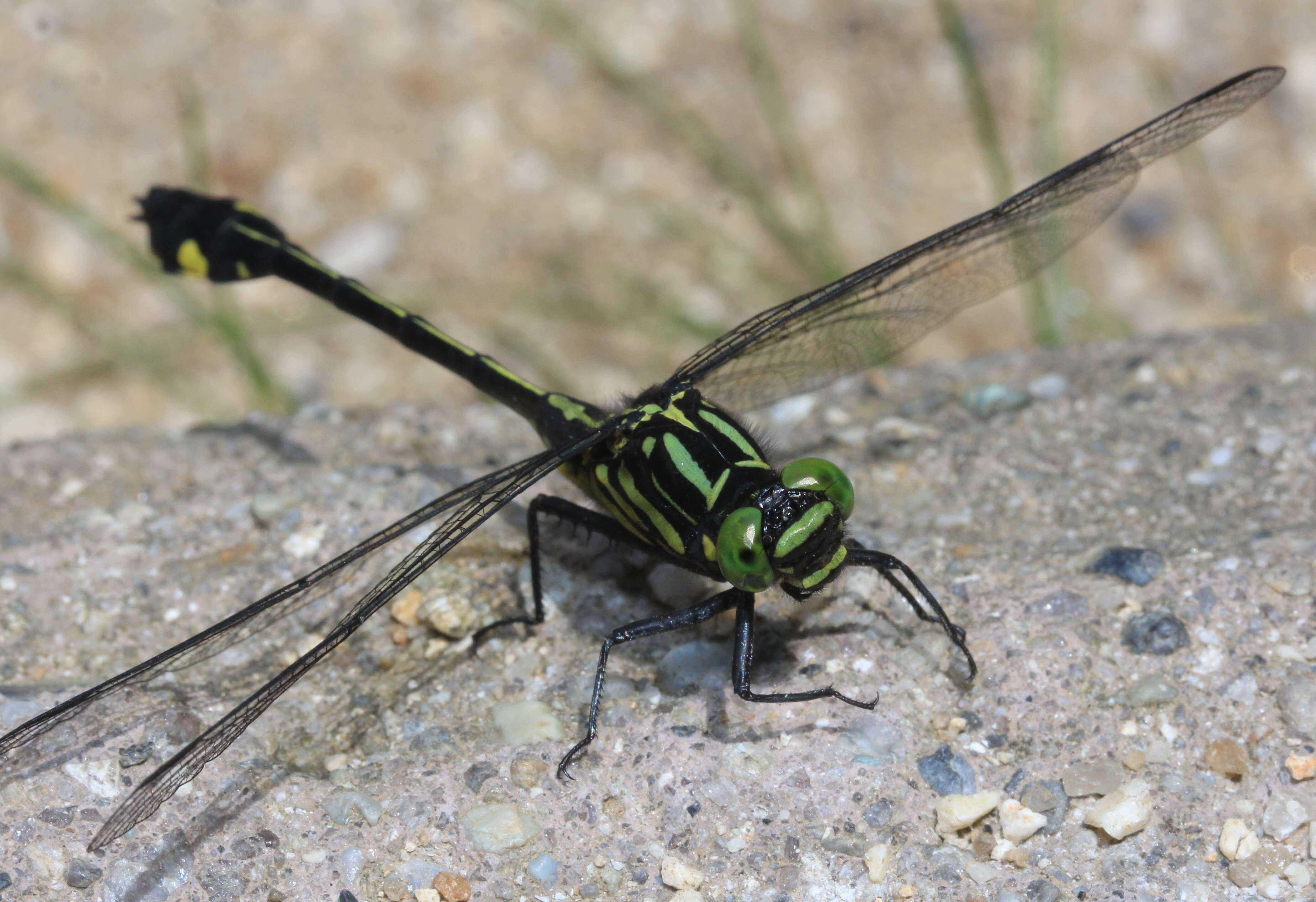 Imagem de Anisogomphus Selys 1858