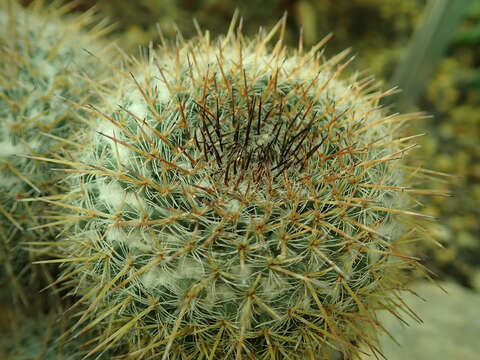 Image de Mammillaria parkinsonii Ehrenb.