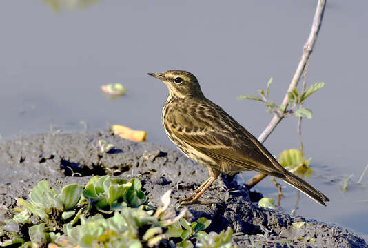 Image of Rosy Pipit