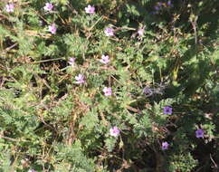 Image of Common Stork's-bill