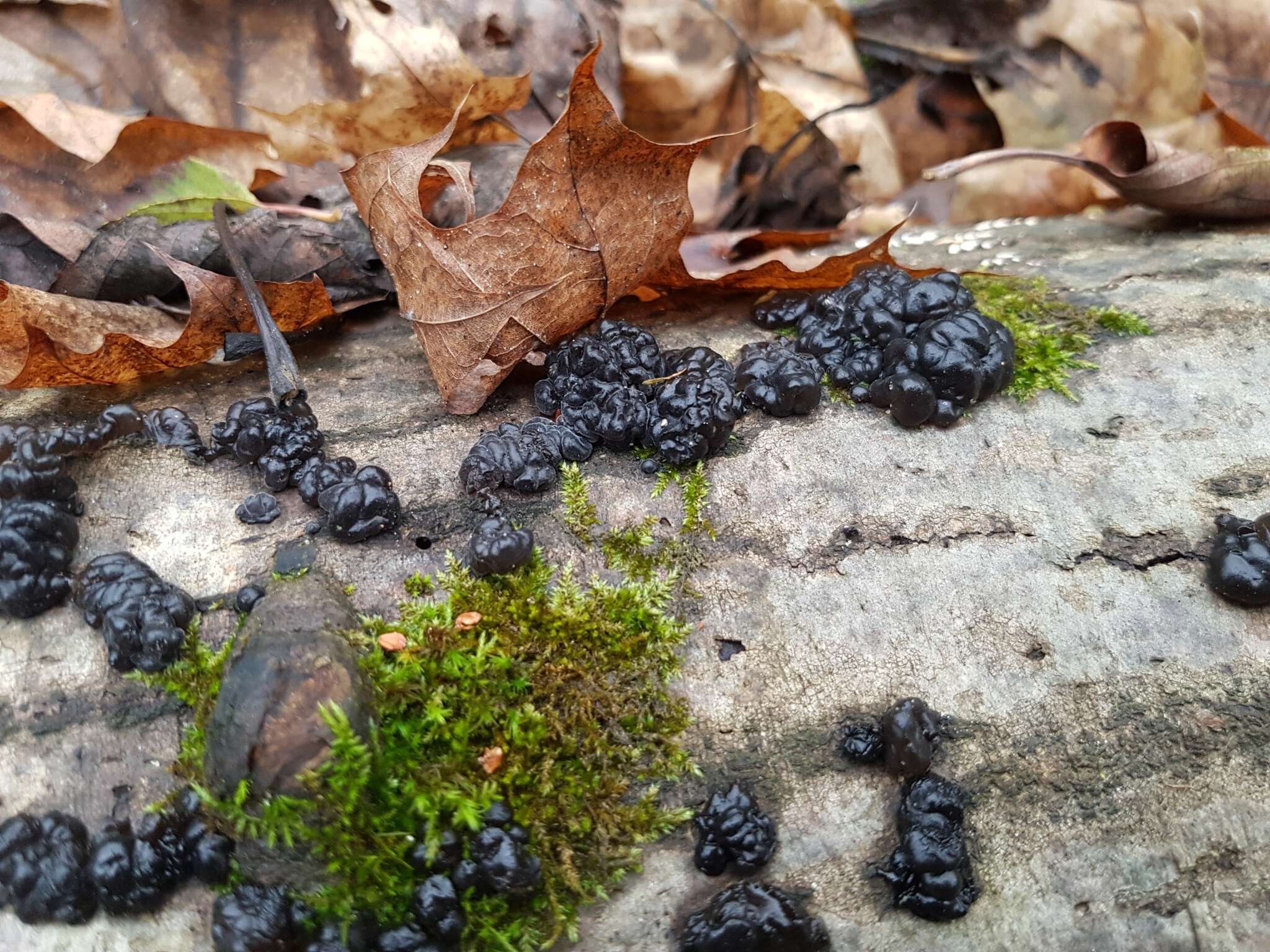 Image of Black Witches' Butter