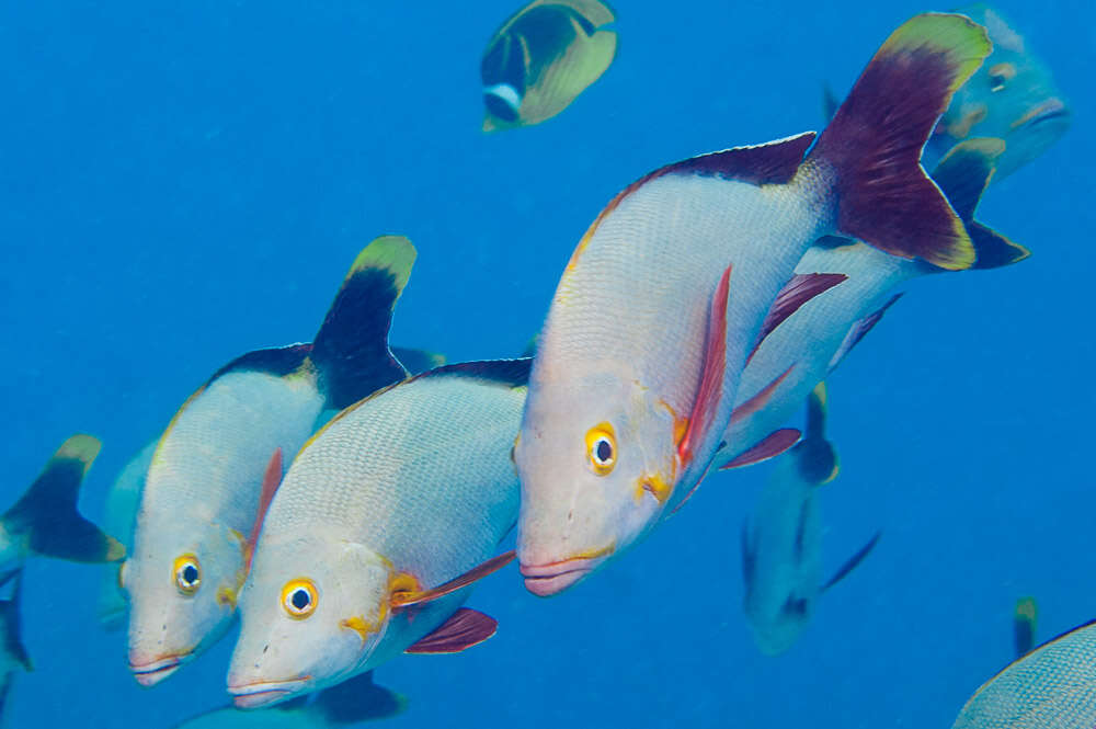 Image of Humpback red snapper