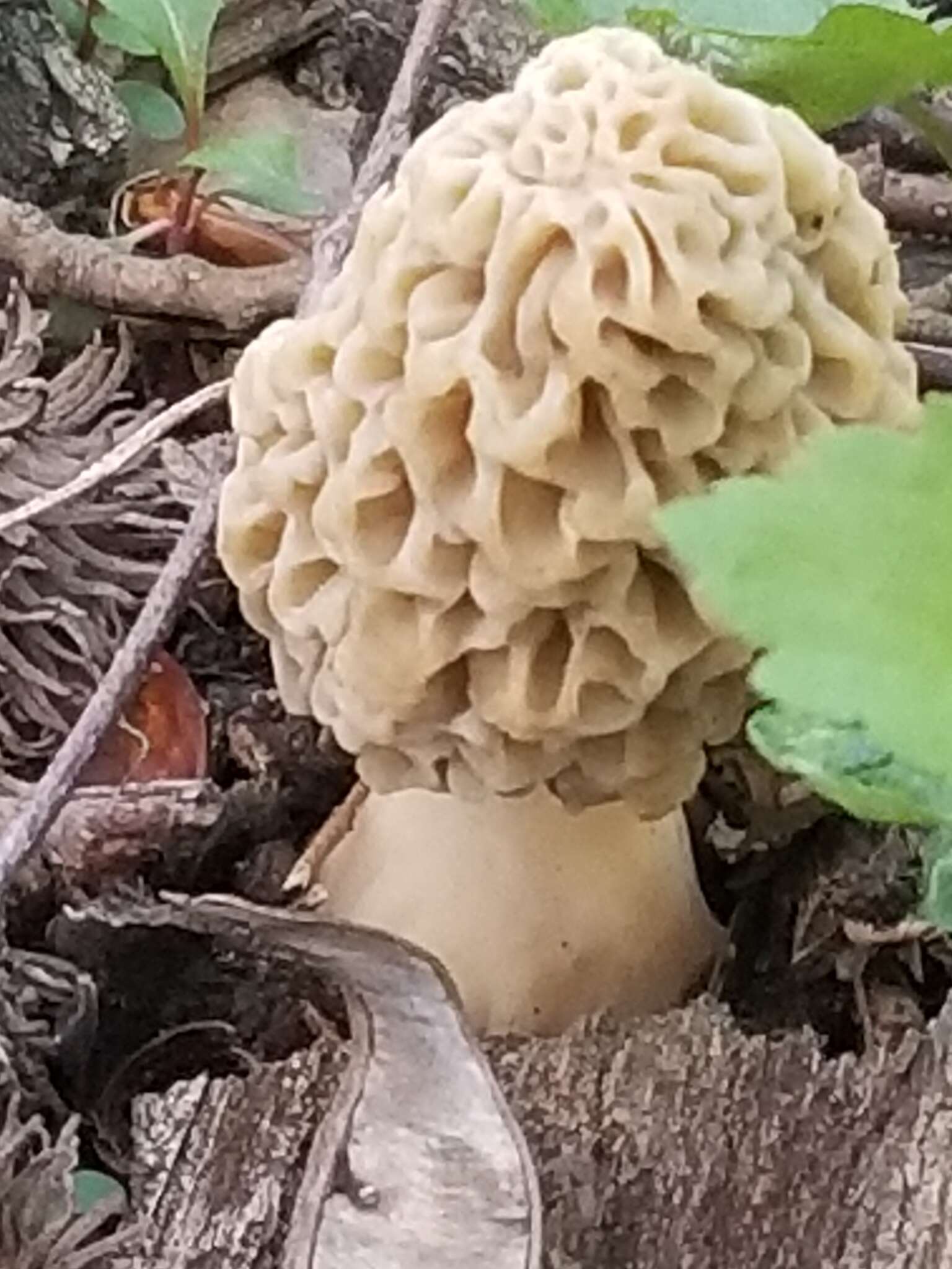 Image of Yellow Morel