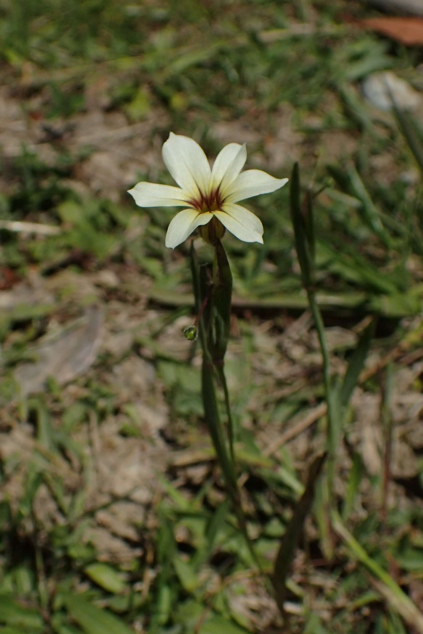 Image of annual blue-eyed grass
