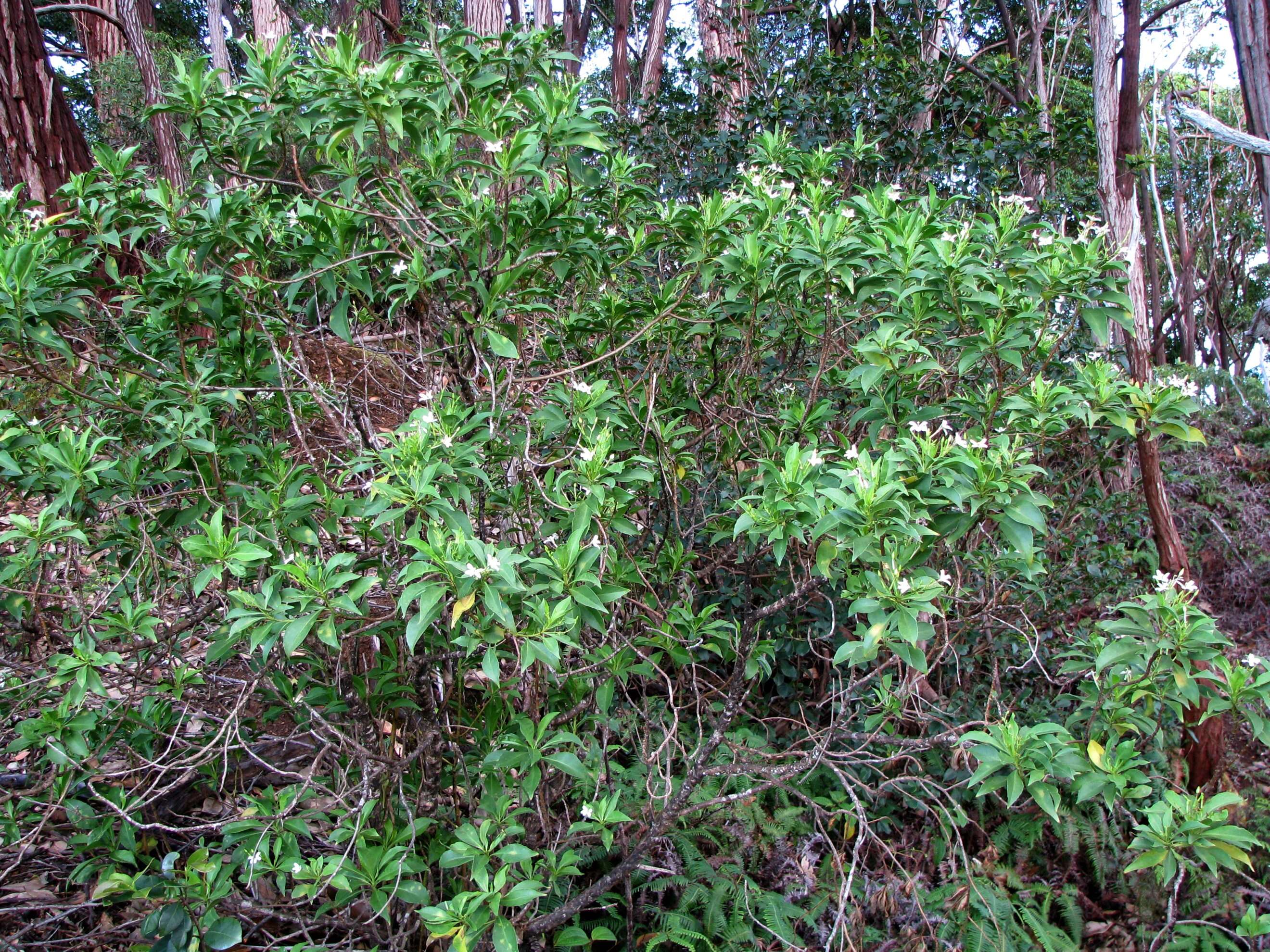 Image of mountain naupaka