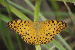 Image of Common Leopard