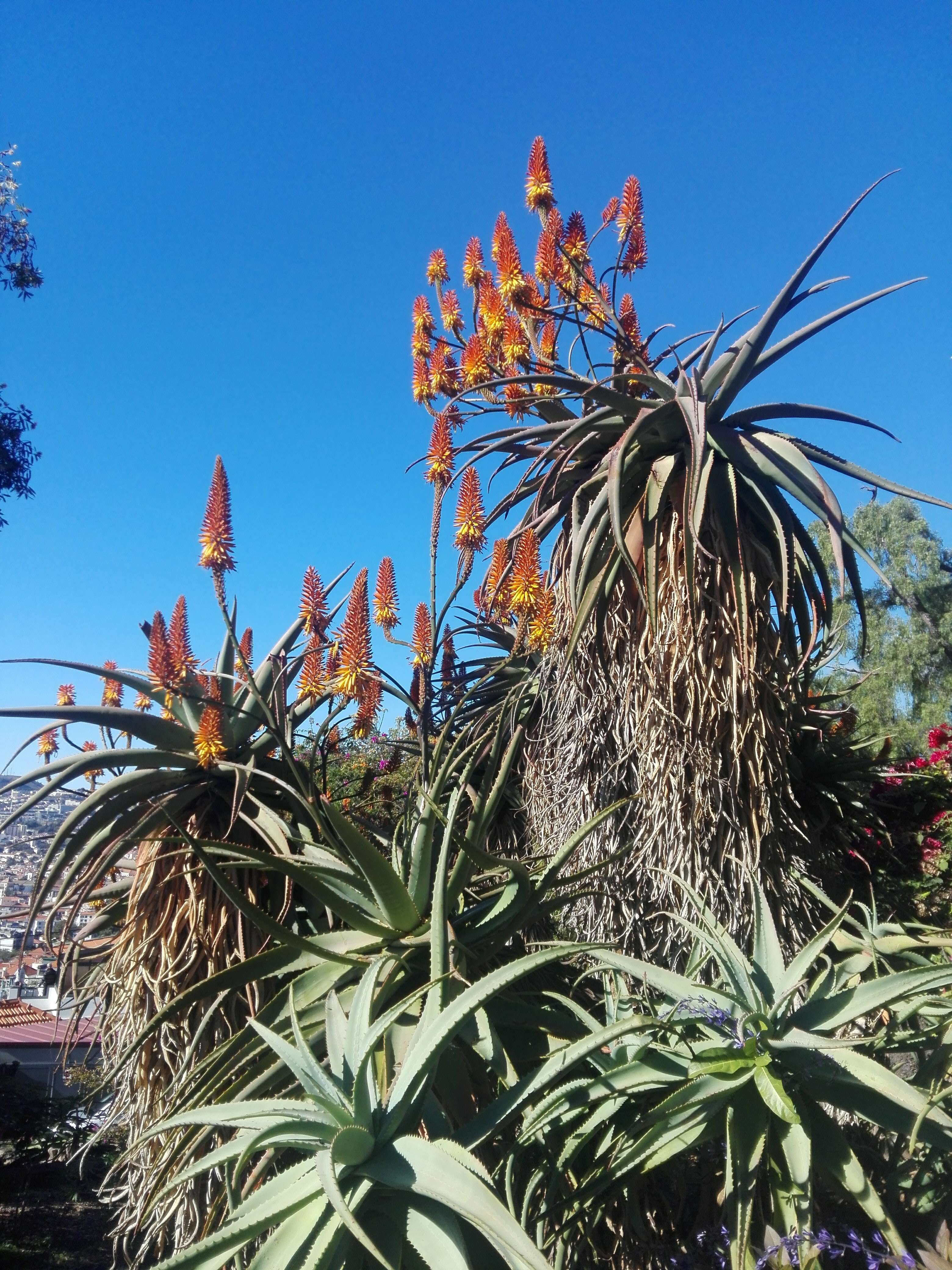 Image of candelabra aloe
