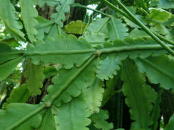 Image of Rhipsalis crispata Pfeiff.