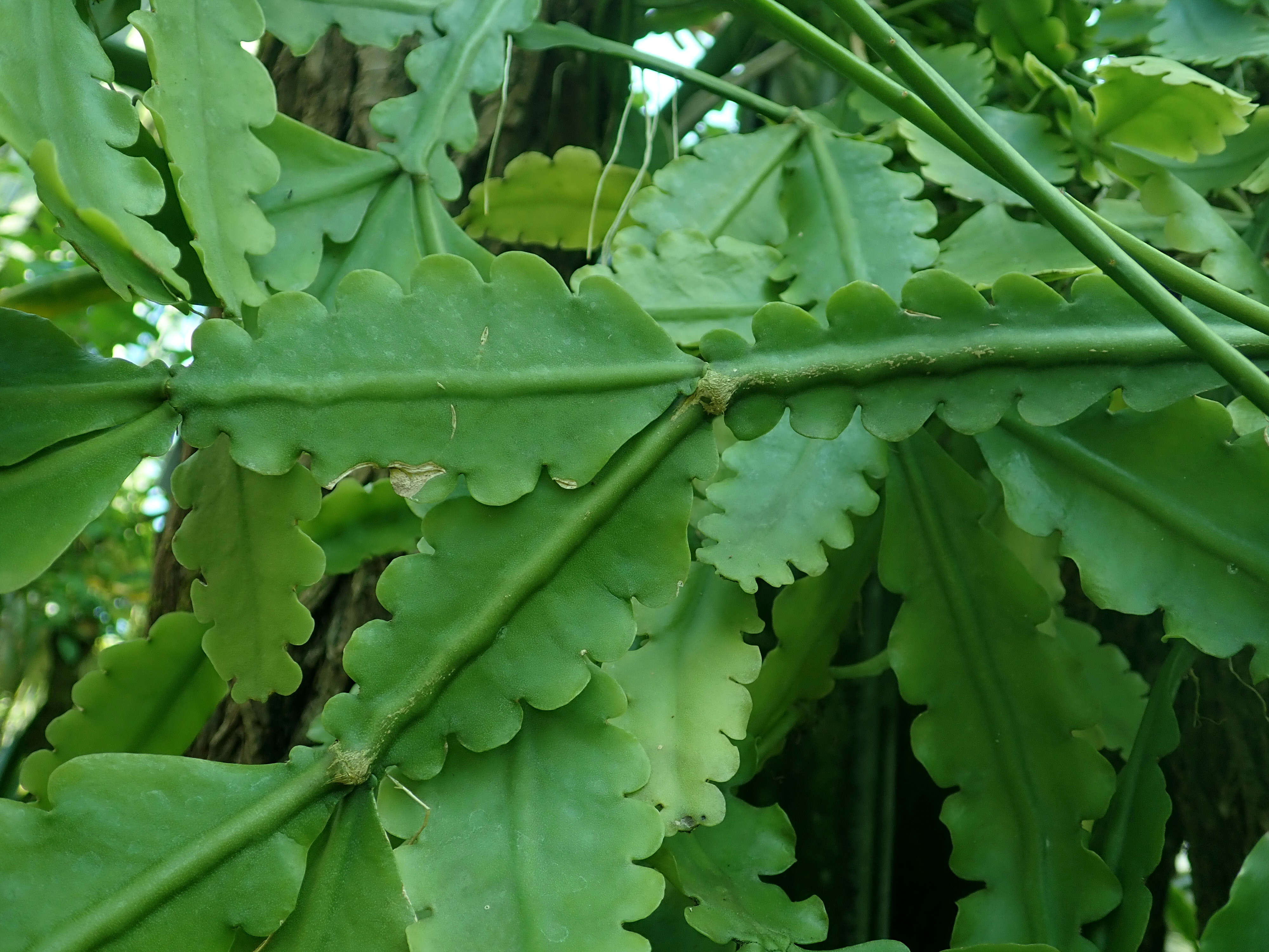 Imagem de Rhipsalis crispata Pfeiff.