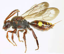 Image of Panzer's Cuckoo Nomad Bee