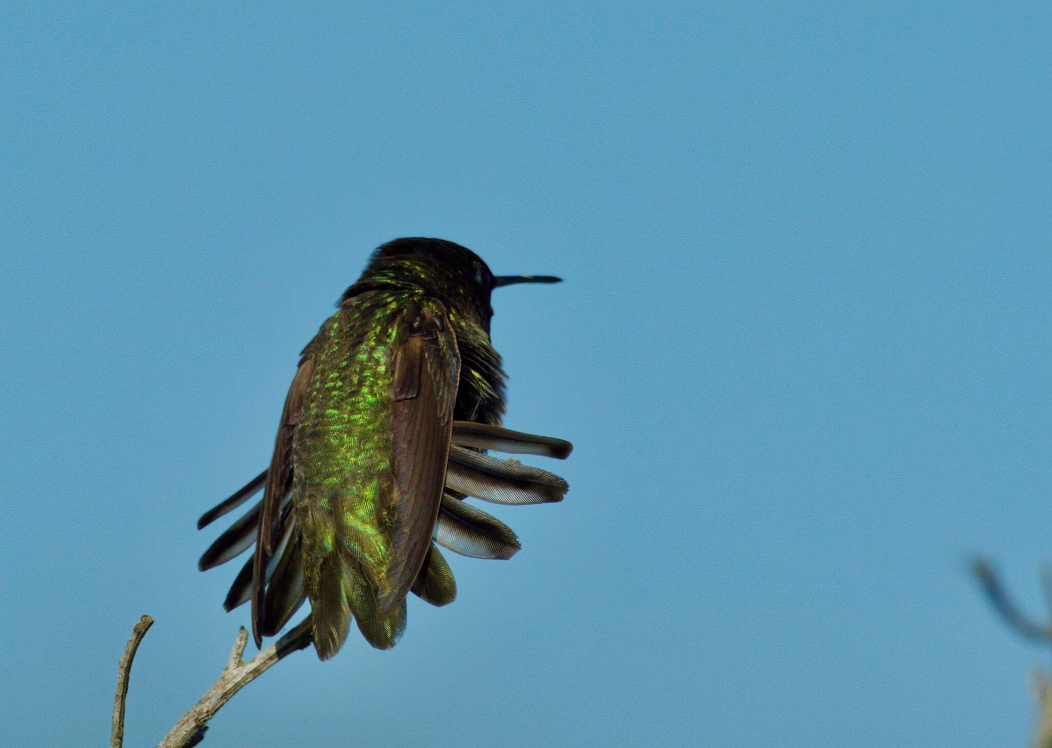 Image of Calypte Gould 1856