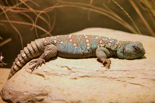 Uromastyx ocellata Lichtenstein 1823 resmi