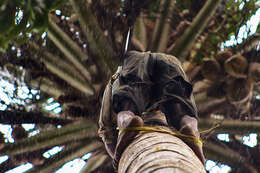 Image of coconut palm