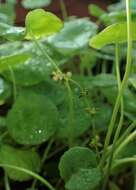 Image of whorled marshpennywort