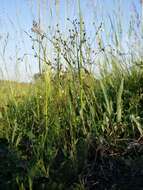 Image of purging flax, fairy flax