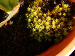 صورة Syntrichia ruralis Weber & D. Mohr 1803