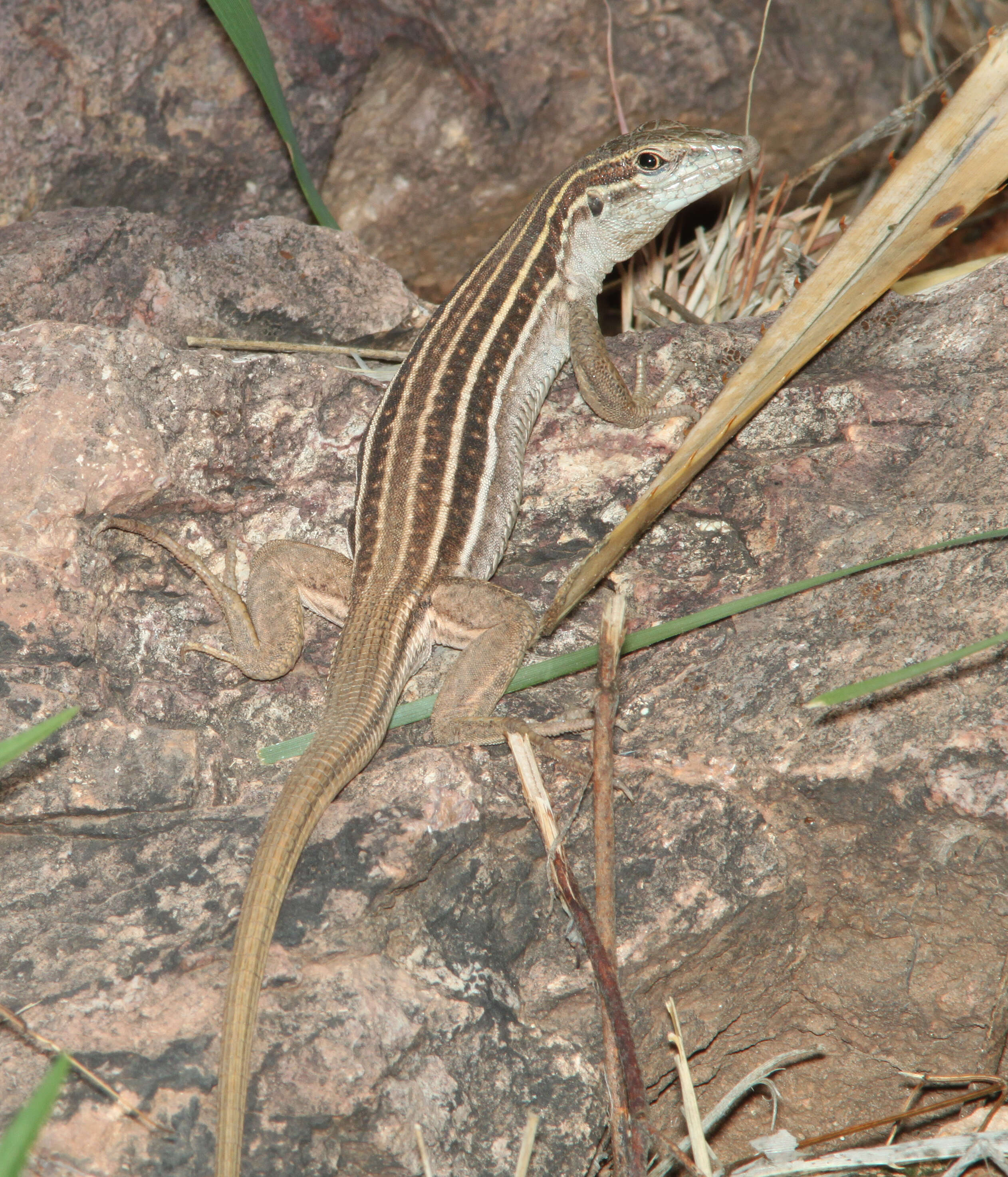 Image of Sonoran Spotted Whiptail