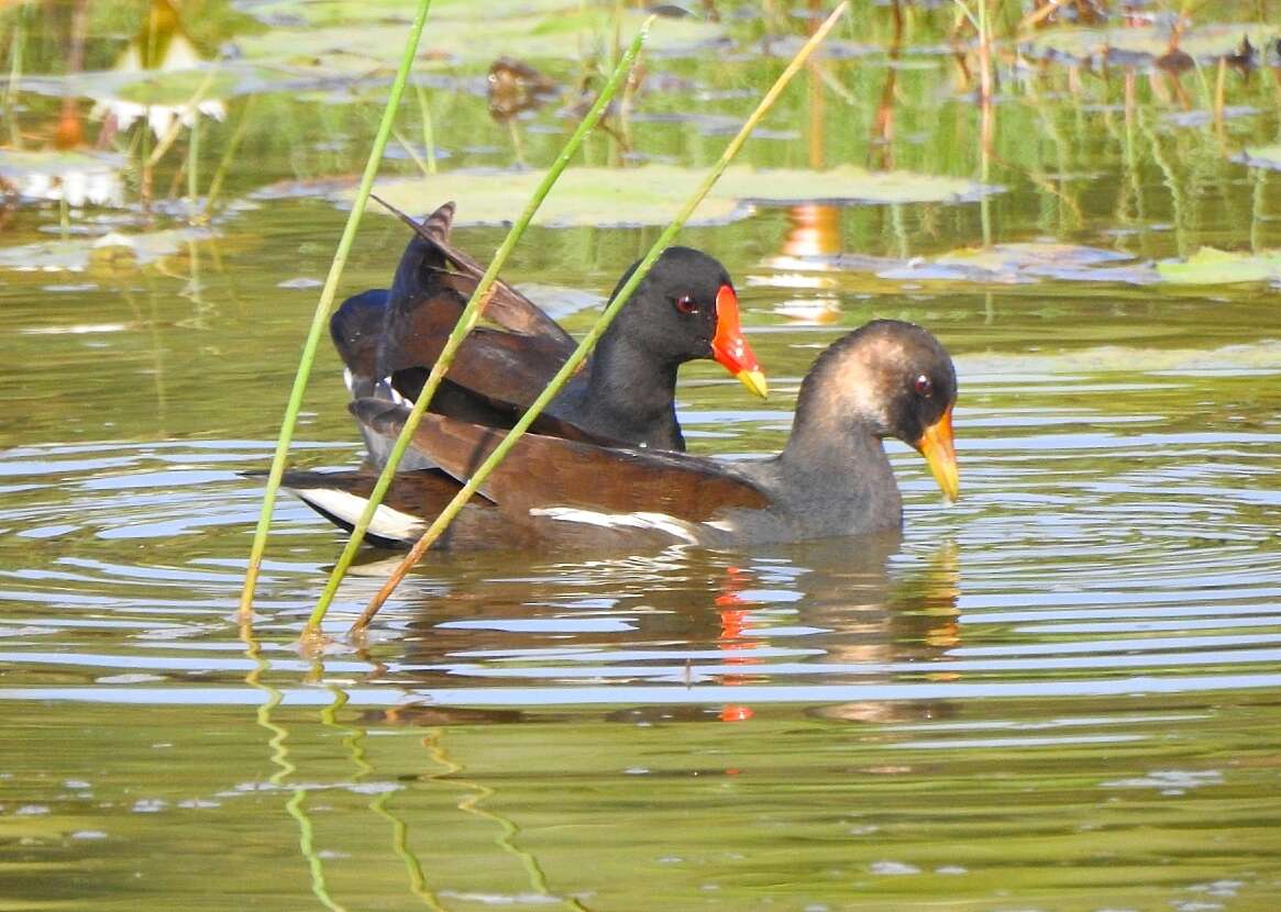 Image of Common Moorhen