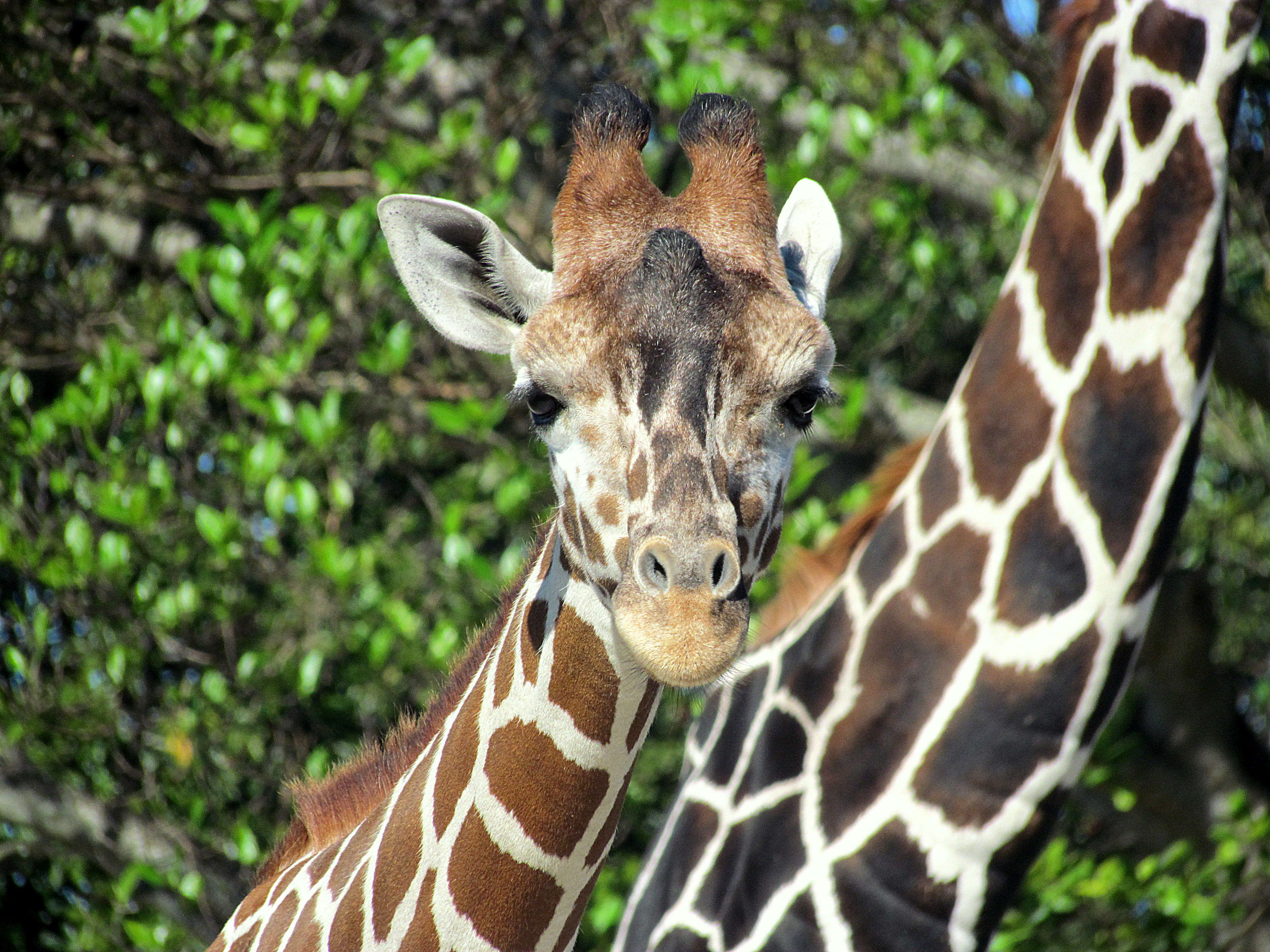 Image of Giraffe