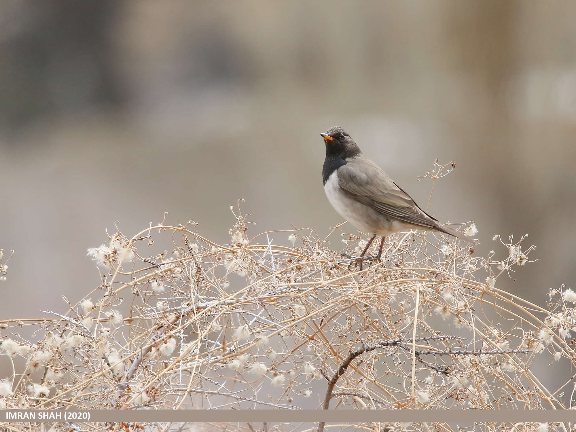 Image of Black-throated Thrush