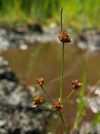 Image of Bulbous Rush