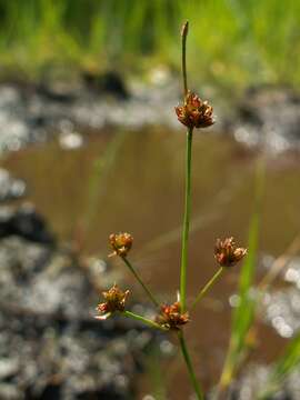 Juncus bulbosus L.的圖片