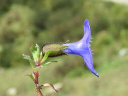 Image of Cyananthus lobatus Wall. ex Benth.