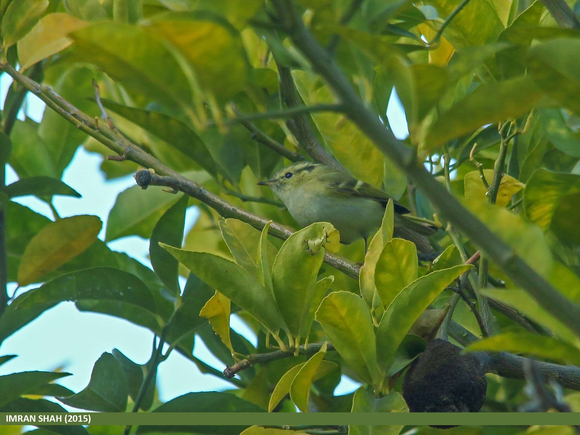 Phylloscopus chloronotus (Gray, JE, Gray & GR 1847) resmi