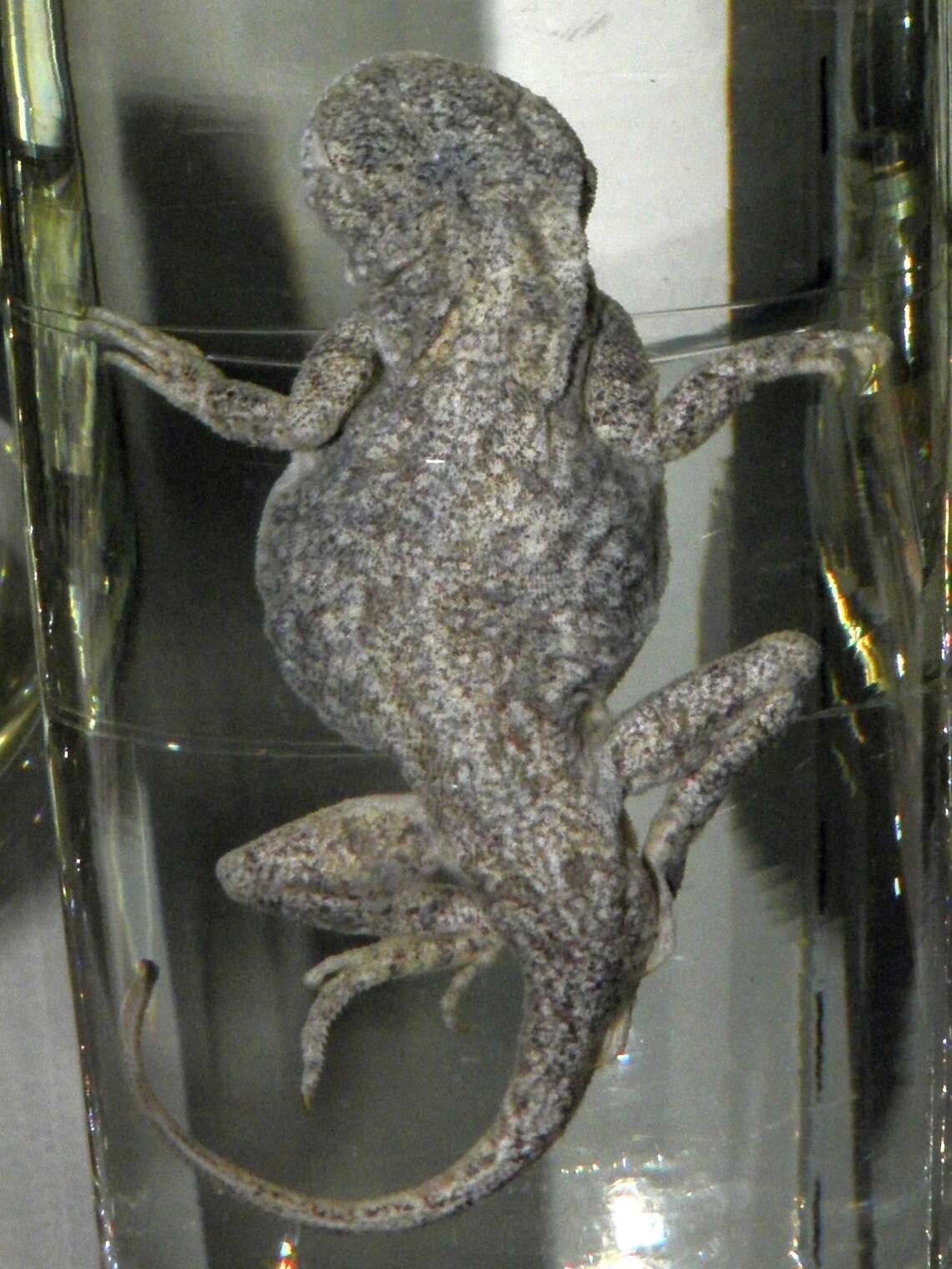 Image of Phrynocephalus guttatus (Gmelin 1789)