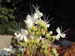 Image of Clerodendrum infortunatum L.